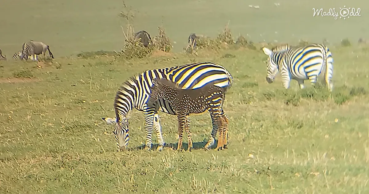 Adorable Baby Zebra Is Born With Spots Instead of Stripes