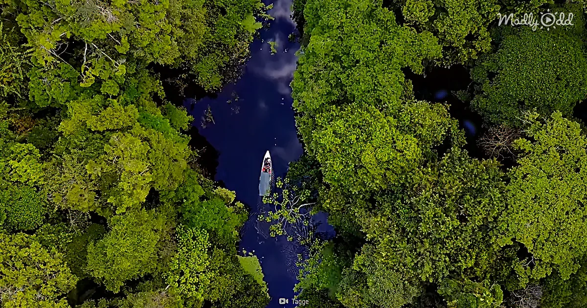 A lone boat floats on a dark river surrounded by lush green forest.