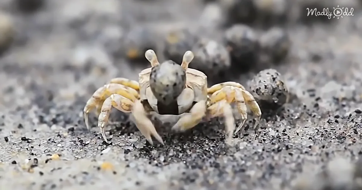 Hilarious Video Shares Astonishing Facts About the Tiny Sand Bubbler Crab