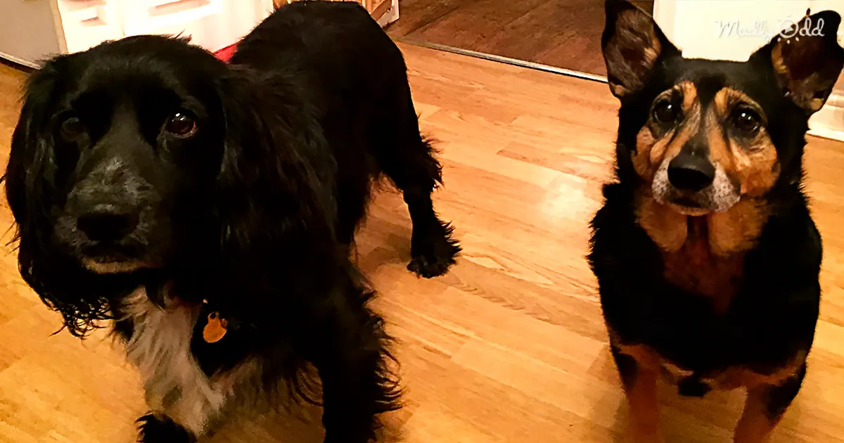 Homeless Dog Keeps Following Strangers on the Street Until They Realize What He''s Really After
