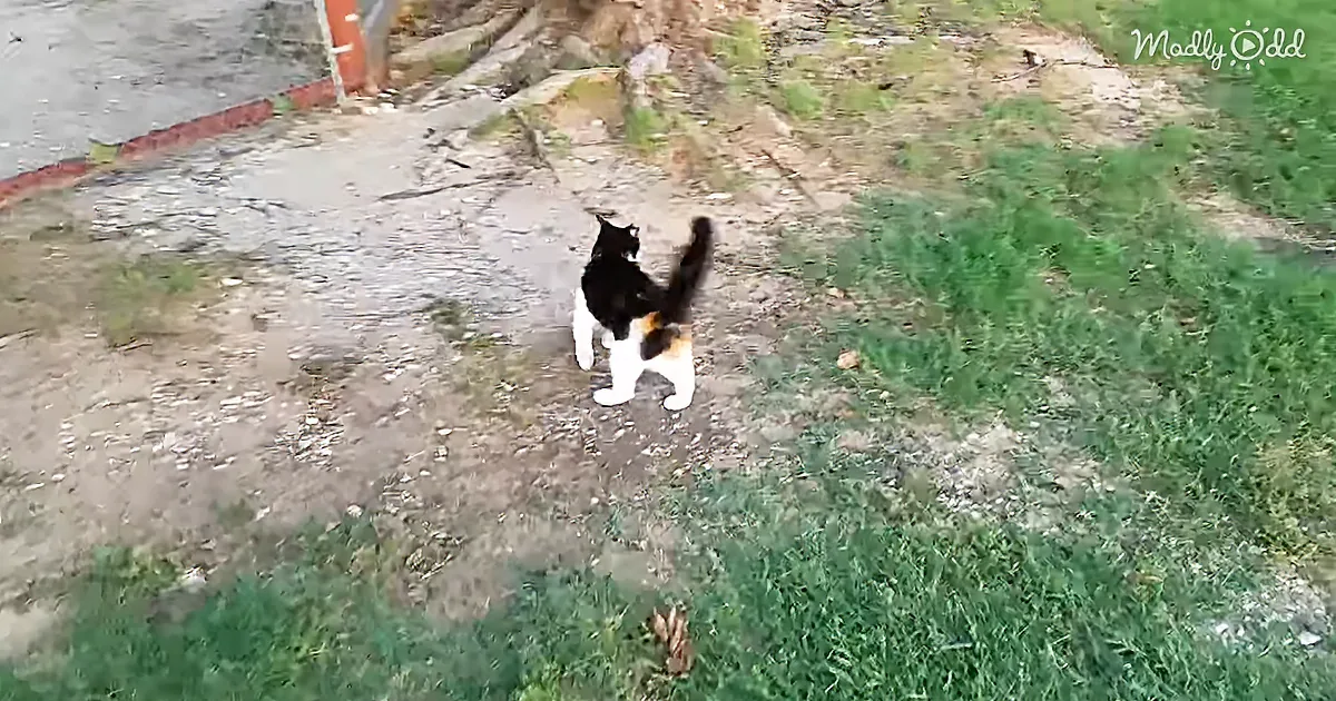 Brave Little Calico Housecat Challenges Huge Lioness in Adorable Standoff