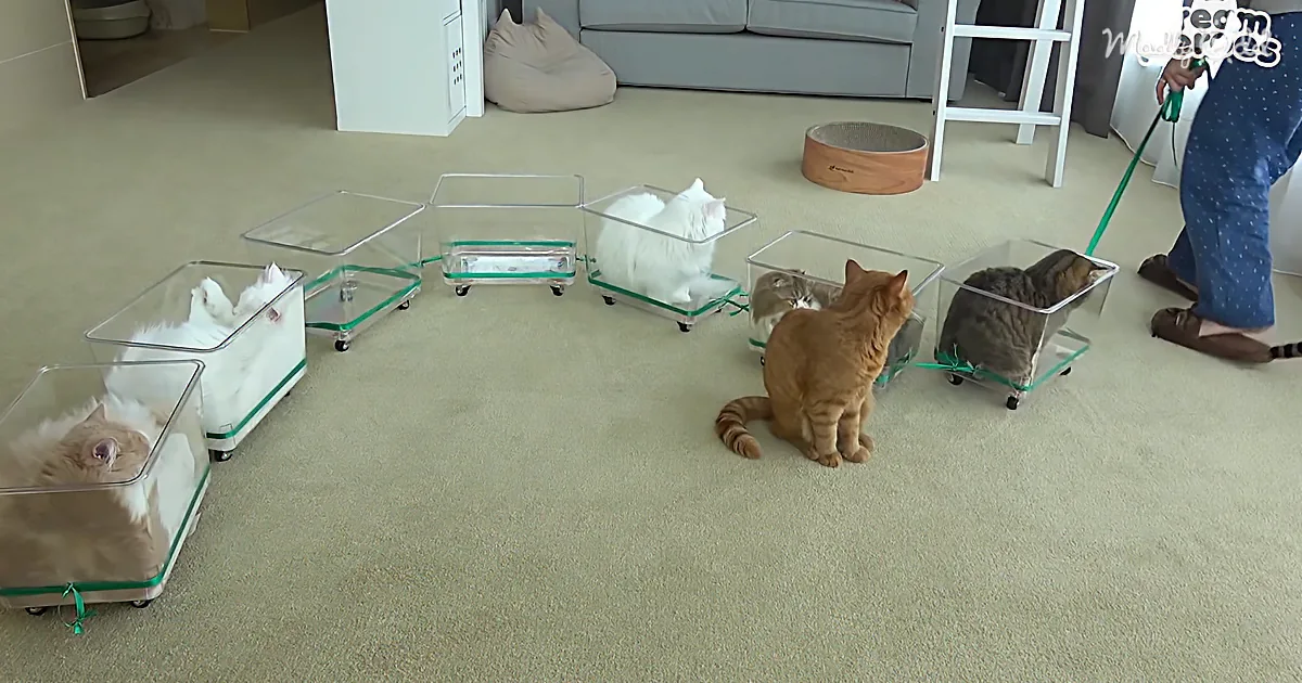 An orange cat sits on carpet, observing six cats in clear plastic containers on wheels.