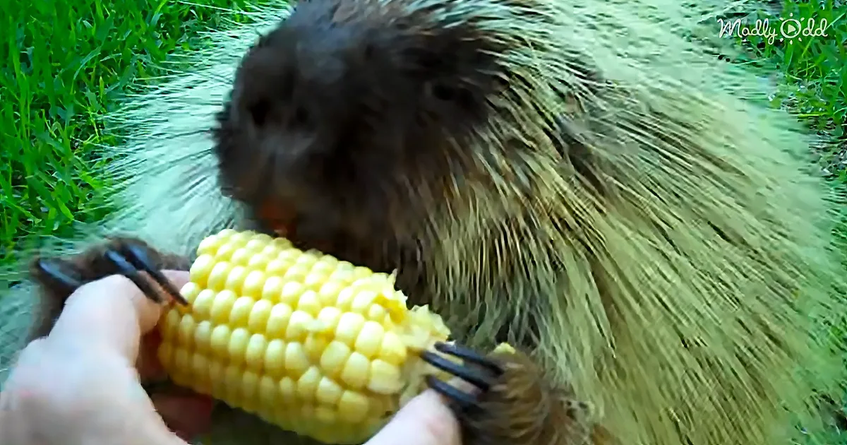 Mom Gives Porcupine Some Corn. Now Listen to the Sound He Makes When She Asks to Get It Back