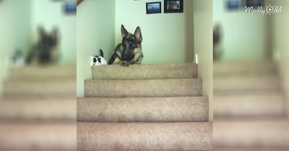 German Shepherd Sees Tiny Kitten Struggling to Hop Upstairs, Decides to Carry Him up to the Top