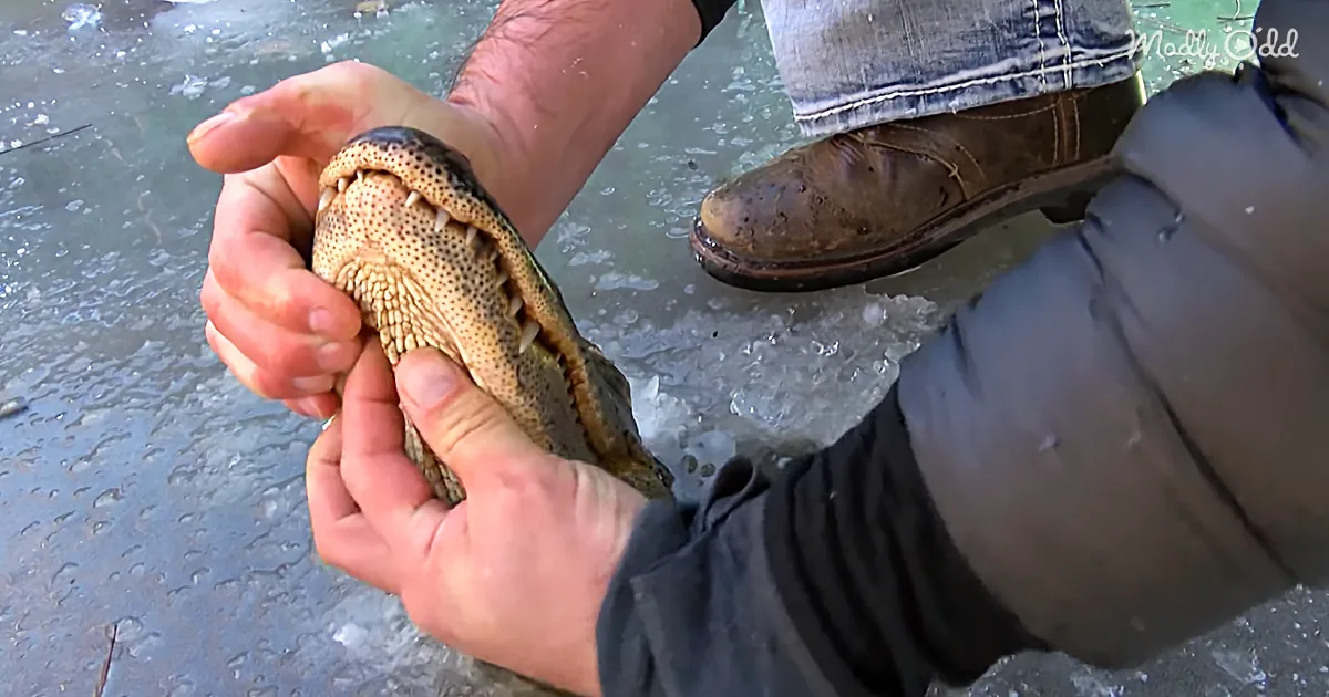 A person holds a small alligator's head with its mouth open, showing teeth, on icy ground.