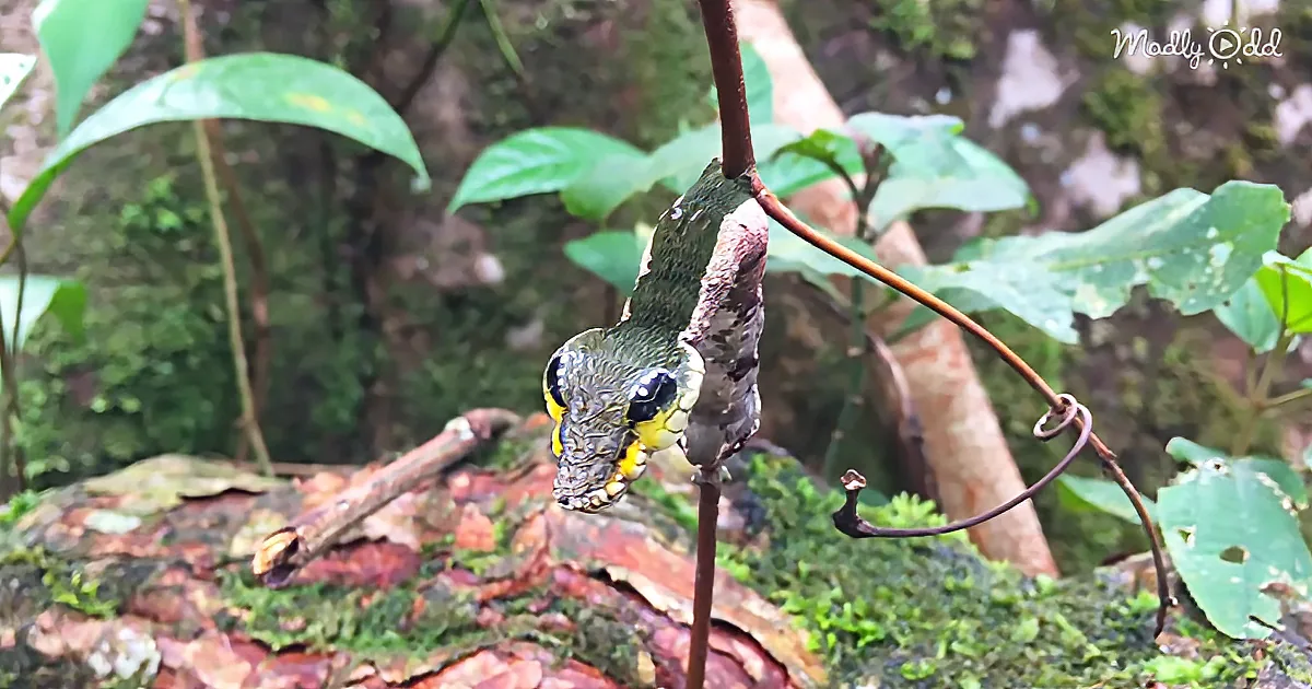 A snake with a yellow and black pattern is coiled around a branch in a lush, green forest setting.
