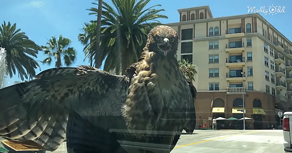 Insane Footage of a Red Tail Hawk Riding on the Hood of Car in Downtown LA