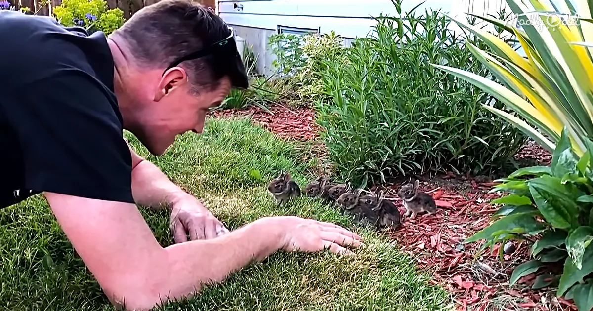 Man Charms 6 Impossibly Cute Baby Bunnies From His Garden