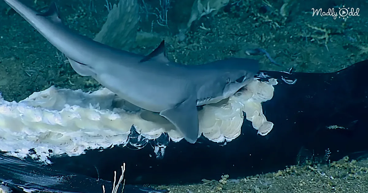 A hammerhead shark swims near a large, translucent jellyfish in a deep-sea environment.