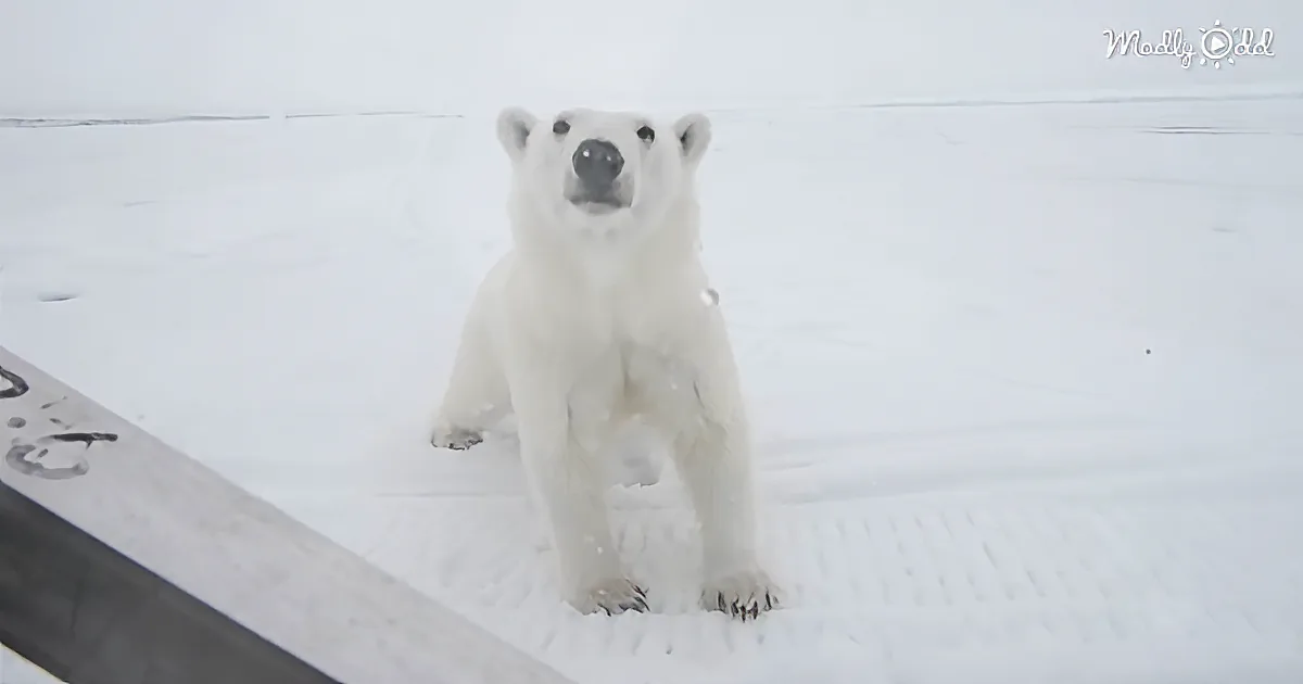 A polar bear stands on its hind legs in the snow, looking directly at the camera.