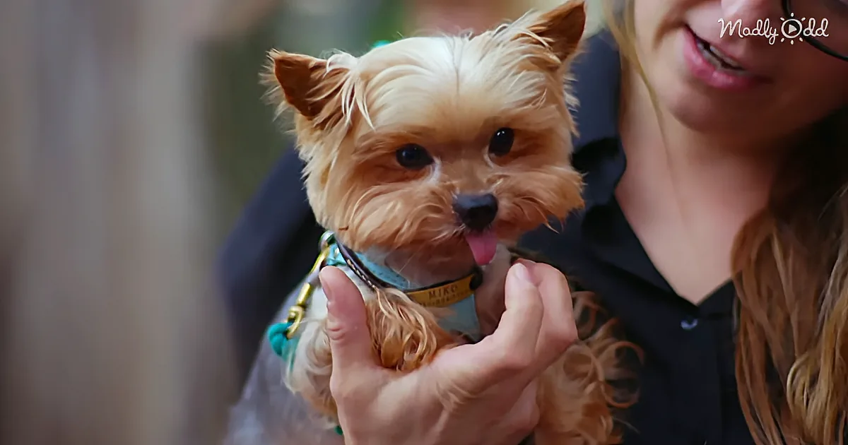 Church Performs an Astonishing Ceremony to Bring People, and Their Animals, Closer to God,