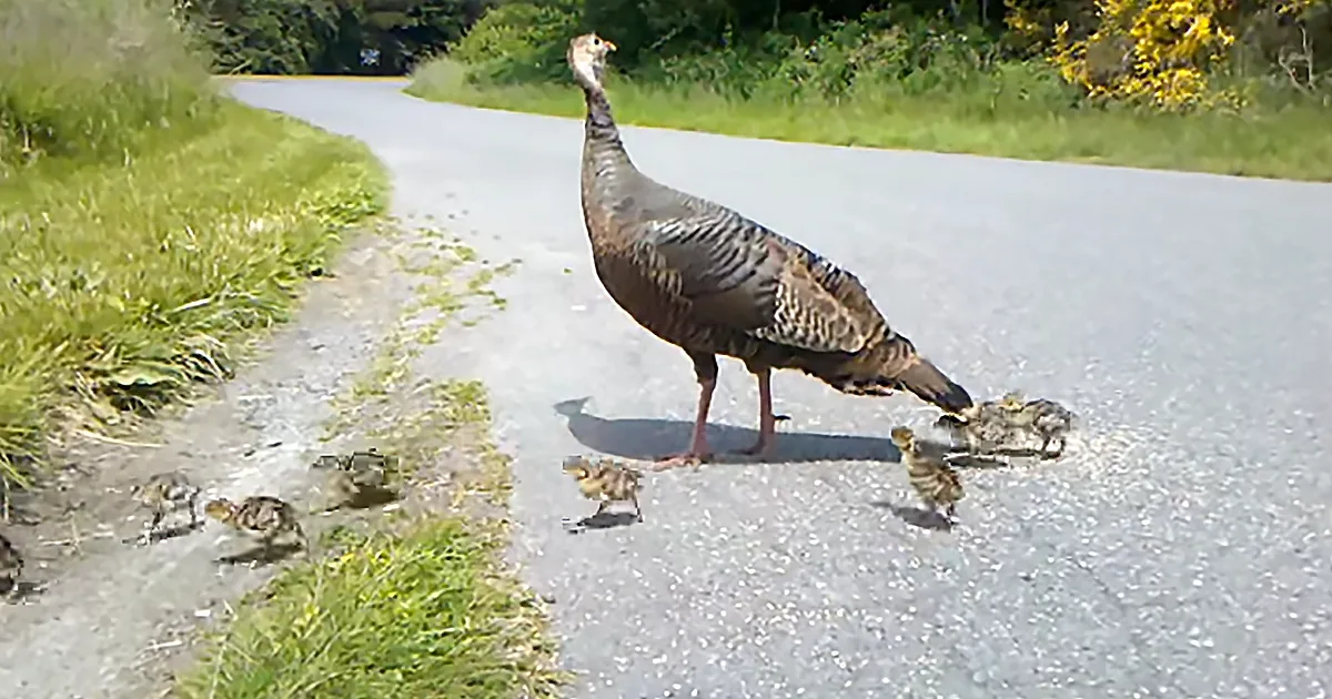 Defensive Mother Turkey Herds Chicks With Just the Sound of Her Voice