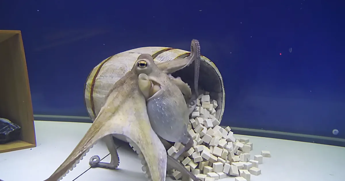 An octopus is inside a bucket, surrounded by white blocks, in a tank with a blue background.