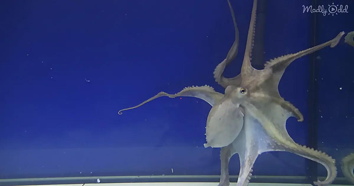 How Do Octopuses React to Different Types of Music?