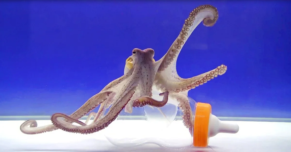 Clever Octopus Proves His Problem-Solving Skills in a Way the Scientists Never Expected