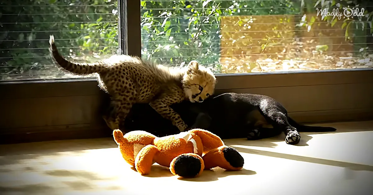 Adorable Pair of Cheetah Cubs Become Best Friends With Labrador Puppies