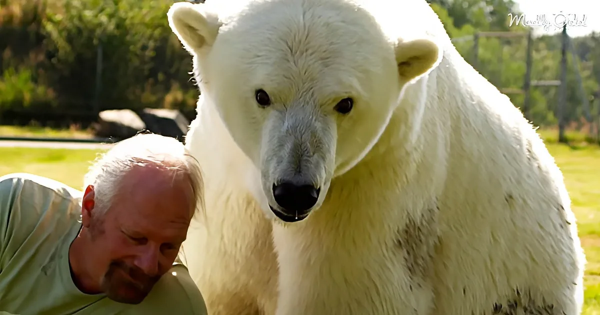 Polar Bear Purrs When Cuddling With Her Human Dad