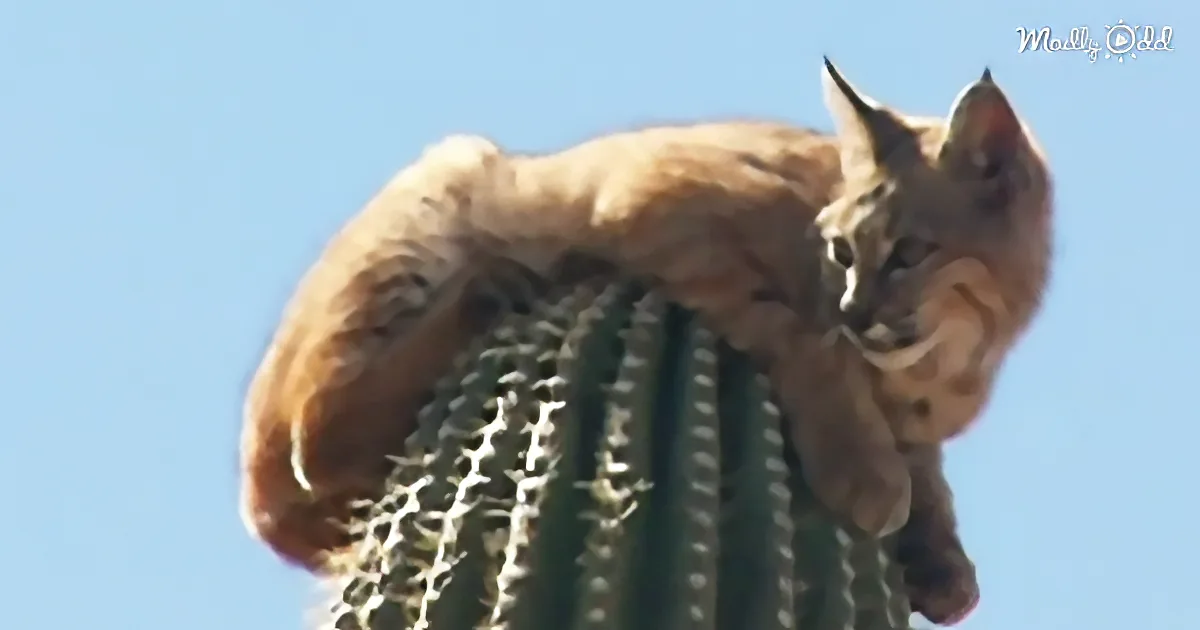 A caracal cat perches on a cactus, its body angled upwards against a clear blue sky.