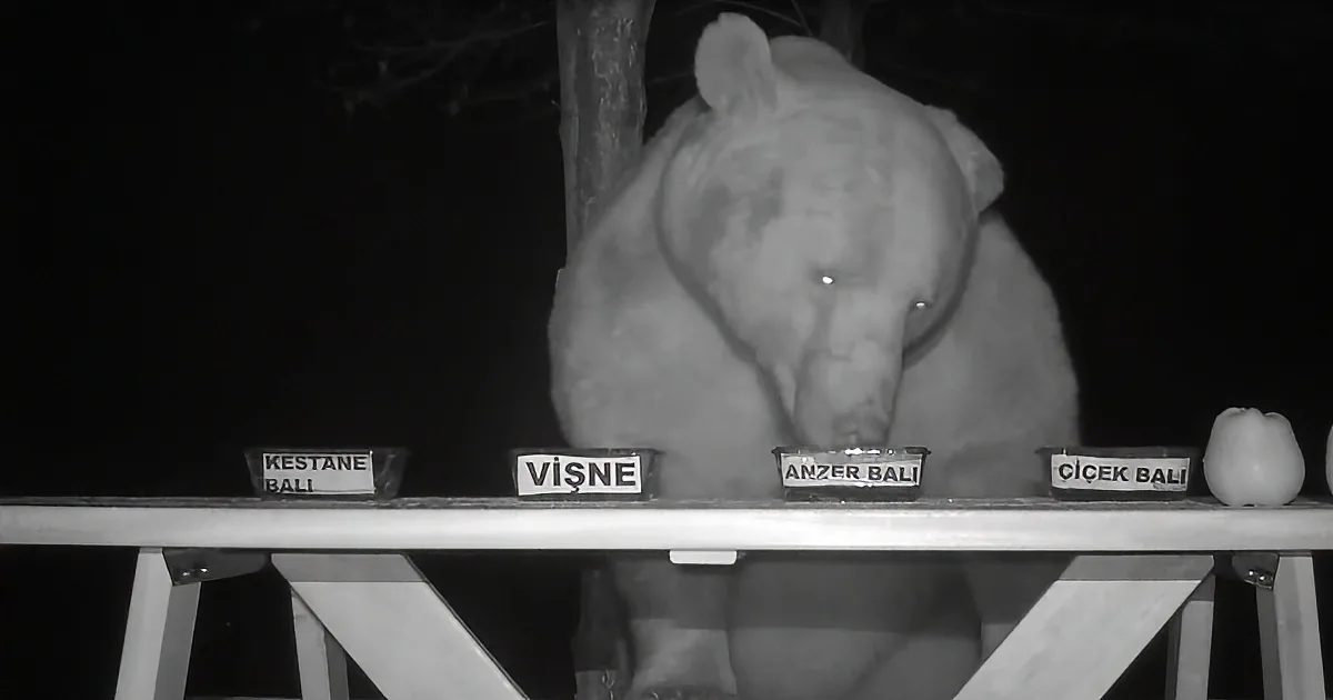 A bear is eating from a bowl labeled "Anzer Bali" on a table with other bowls and a fruit.