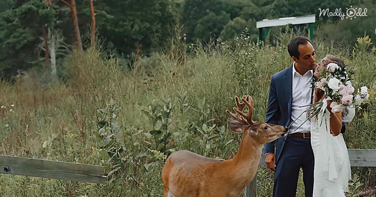A bride and groom feed a deer in a lush, green field with a wooden fence.