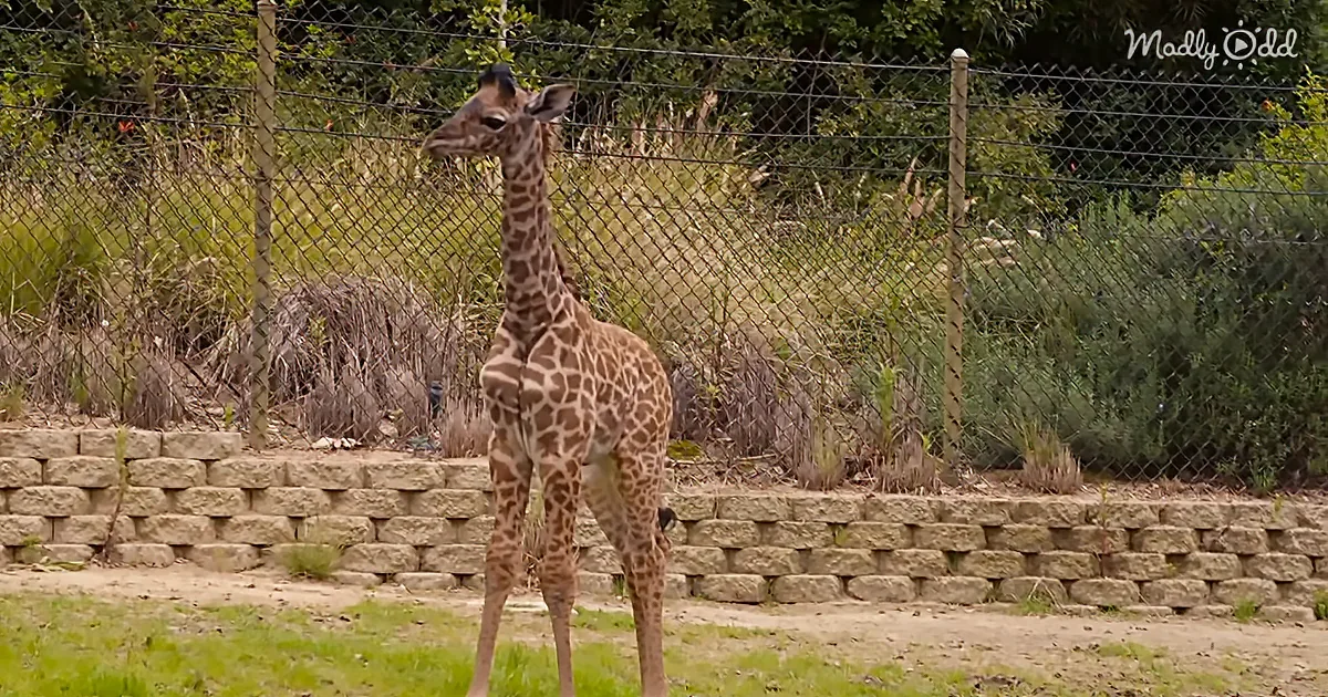 Two Adorable Giraffe Babies Meet for the First Time