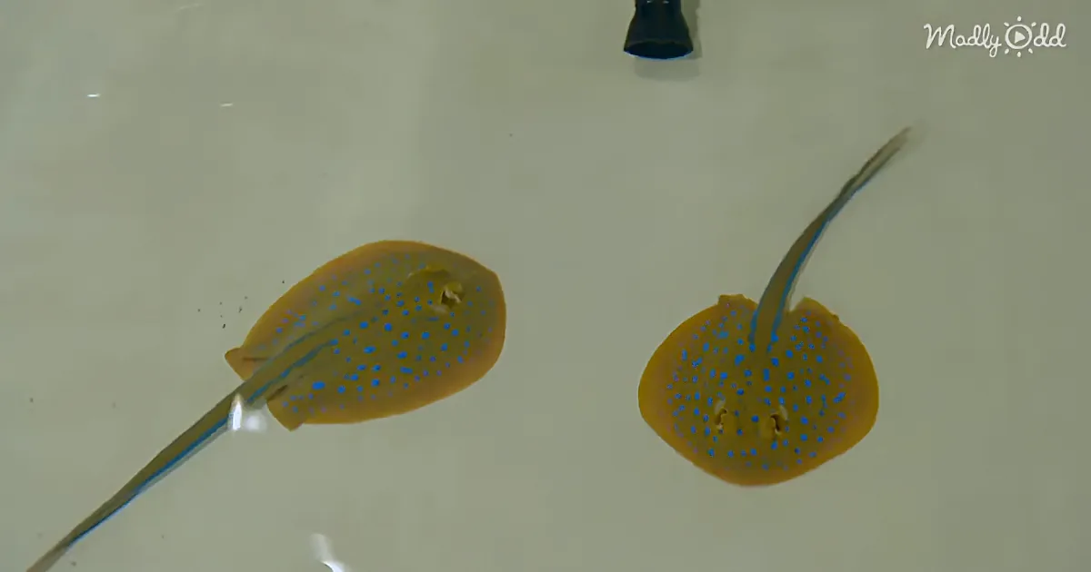 A Beautiful Bluespotted Stingray Is Pregnant, and Could Give Birth to Her Pups Any Day Now