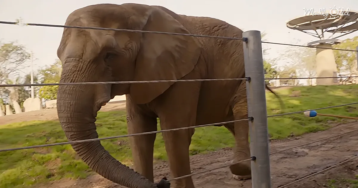 Gentle Elderly Elephant Gets Acupuncture Treatment for Arthritis in Her Hips