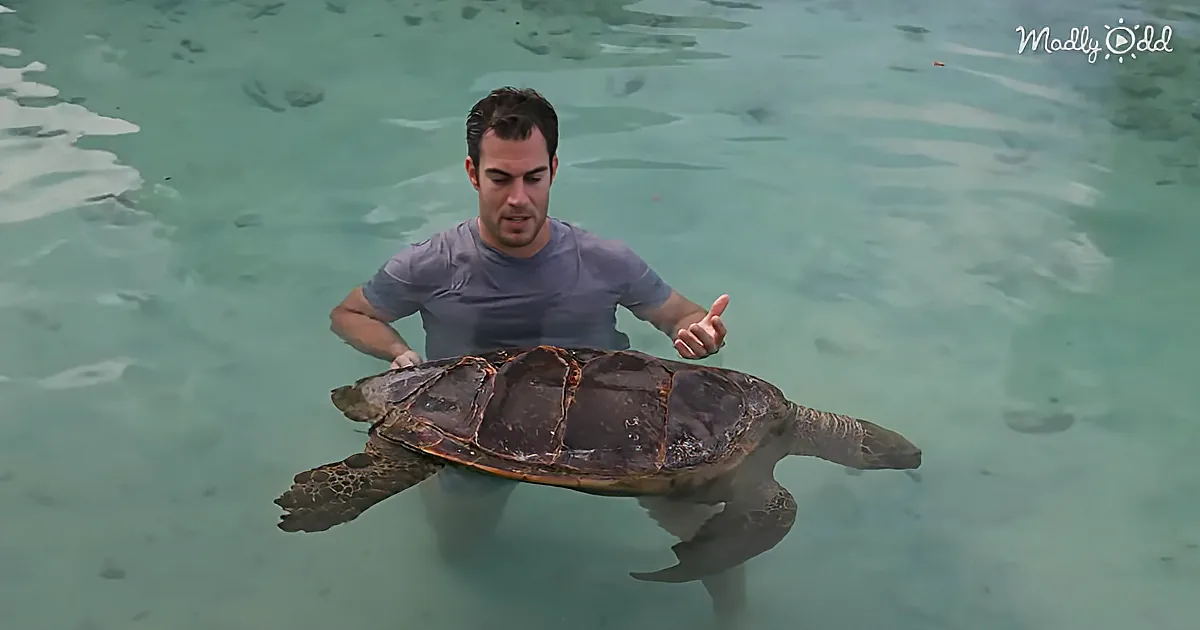A Sea Turtle Named Tortilla Has Trouble Staying Afloat