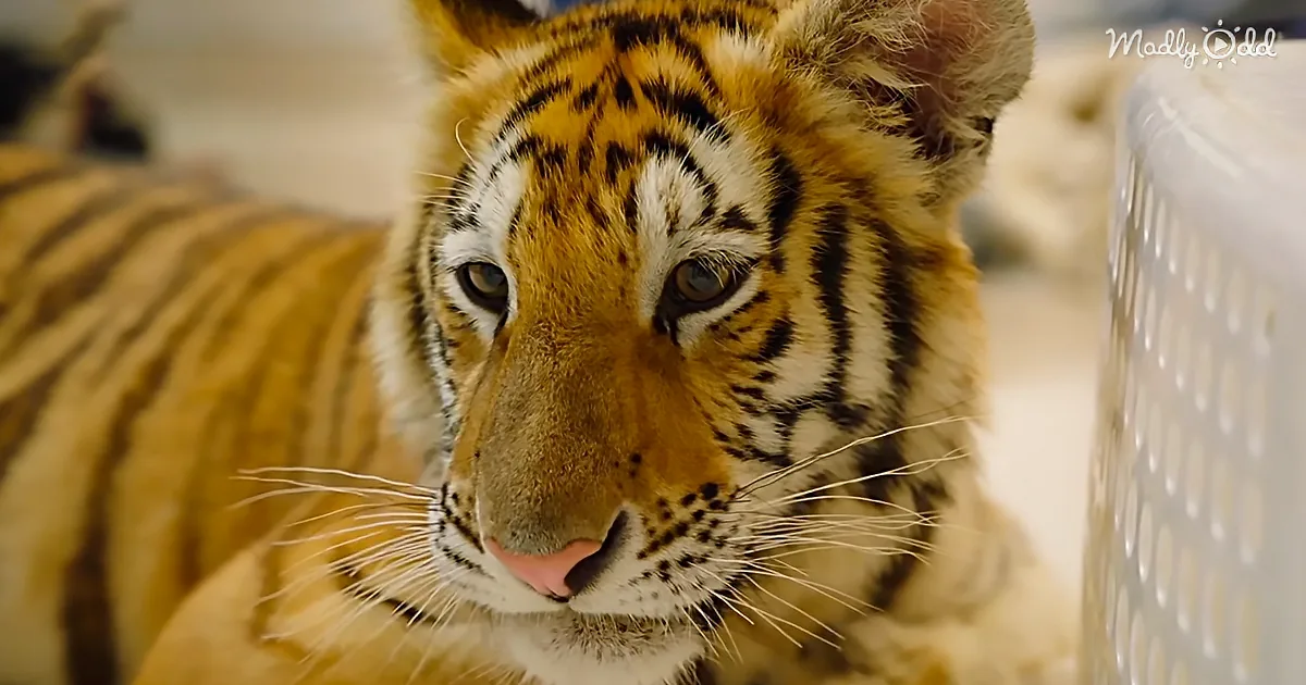 A Feisty Pet Tiger Found Wandering the Streets