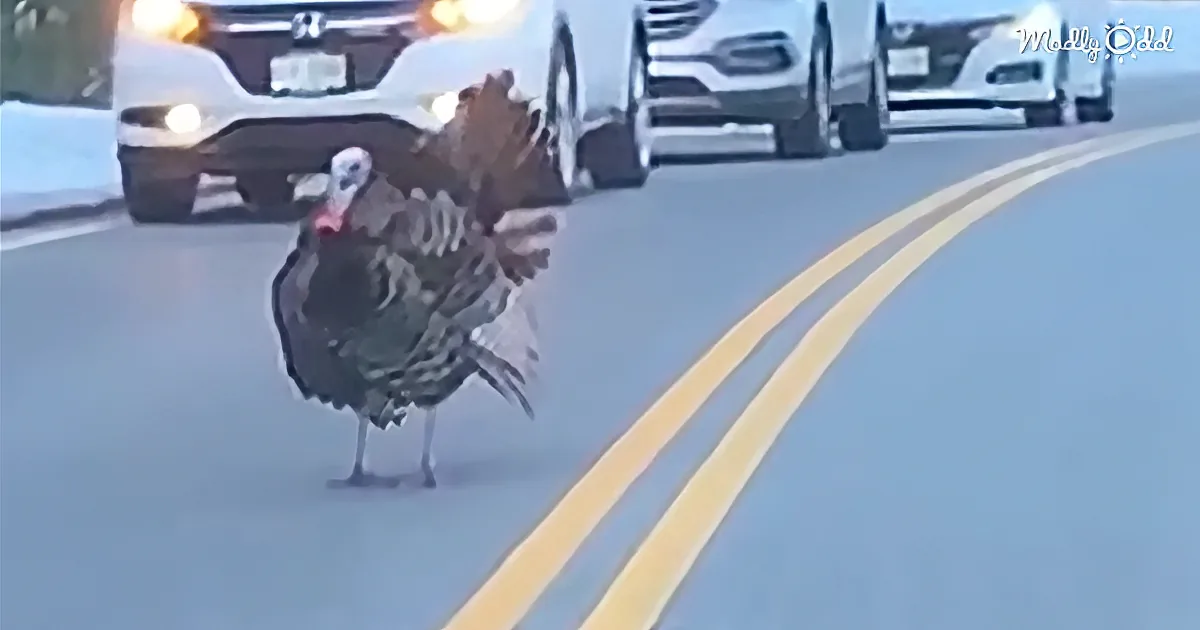 Turkey Plays Traffic Cop so His Flock Can Cross the Street