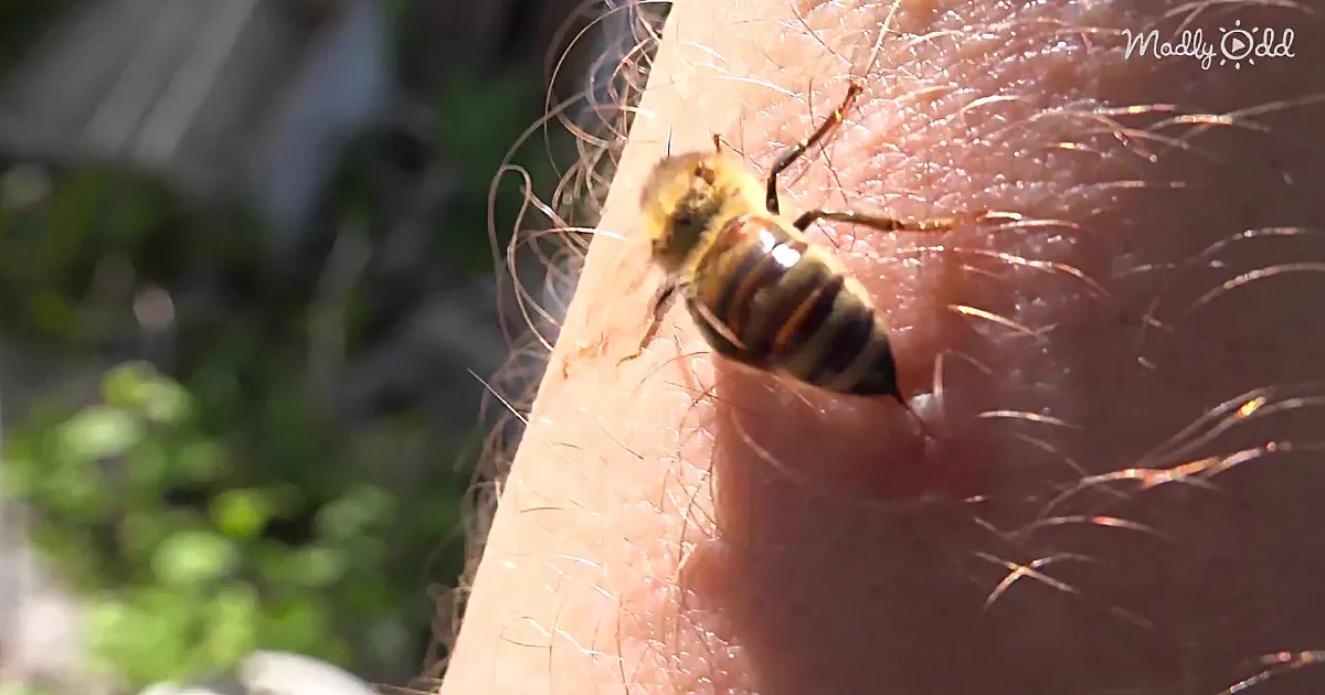 Do Honeybees Have to Die When They Sting You?