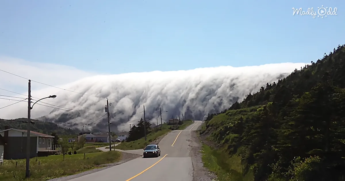 A car drives on a road with a large, dense cloud formation looming over a forested hillside.