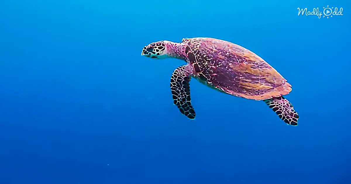 A turtle swims gracefully in clear blue water, its shell patterned with dark markings.