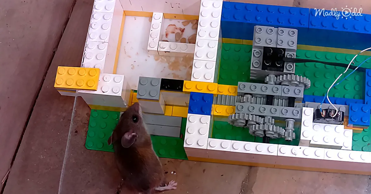 A curious brown mouse stands near a colorful LEGO structure with gears and a small black box.