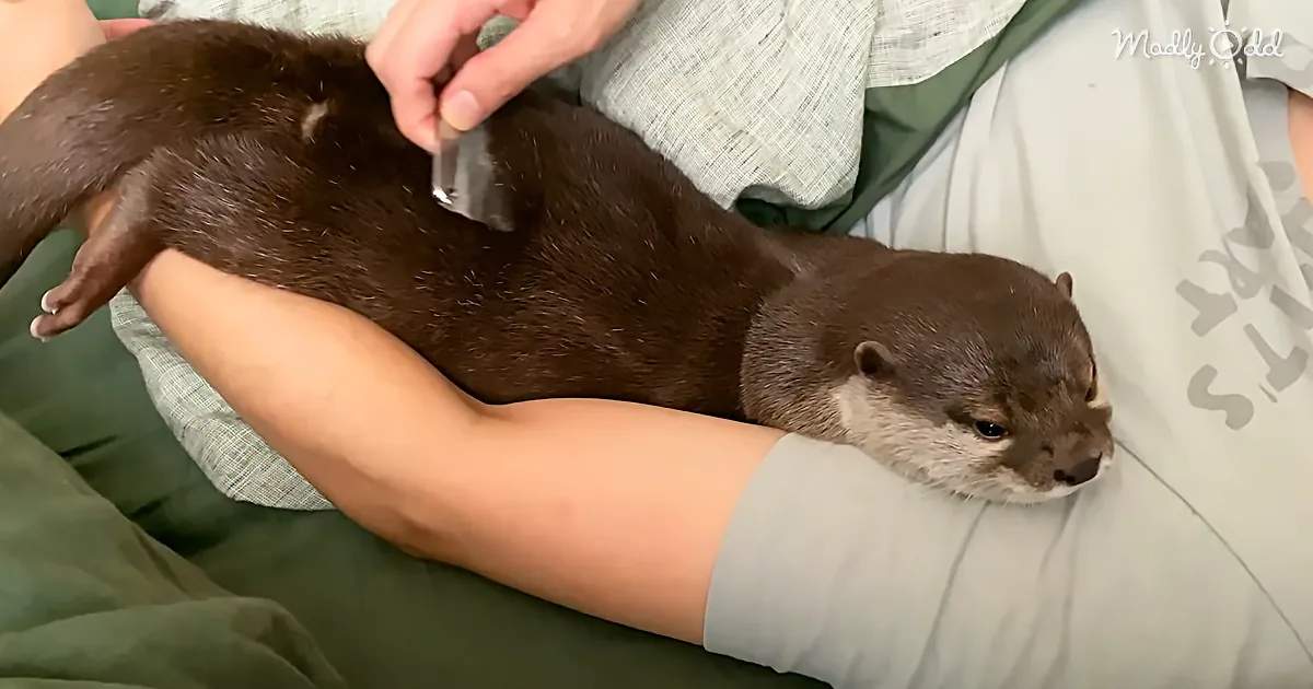 Watching This Adorable Otter Get Groomed Will Make Your Day