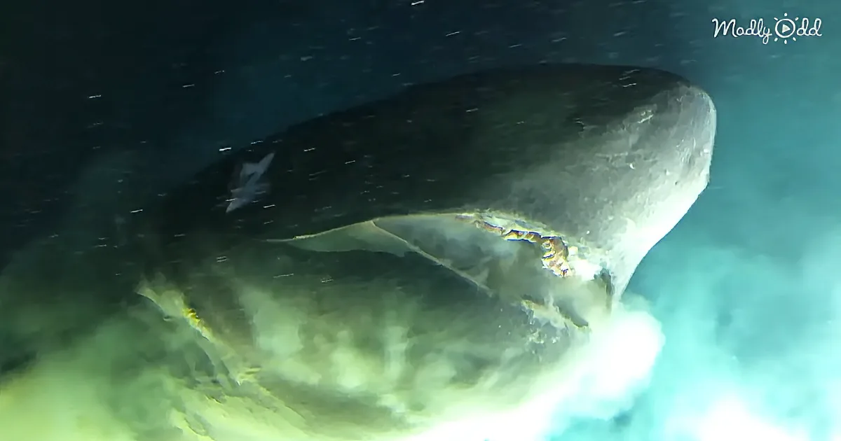 Massive Shark Comes Nose to Nose With Scientists' Submarine in Most Epic Boop Ever