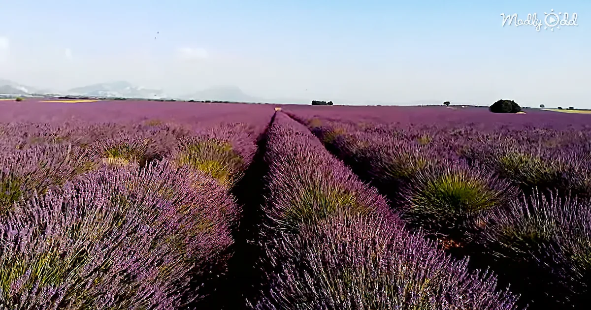 Aerial Video of France's Lavender Fields Will Leave You Feeling Recharged