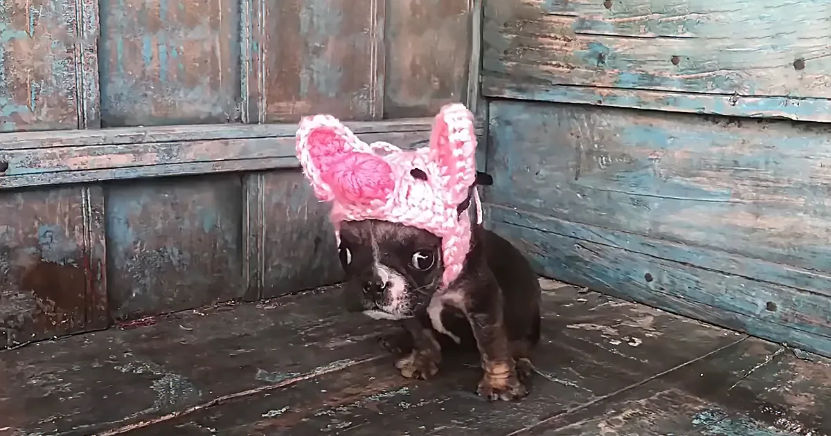 Tiny Bulldog Won't Stop Talking, Was Surrendered Because He's Small and Can't Walk