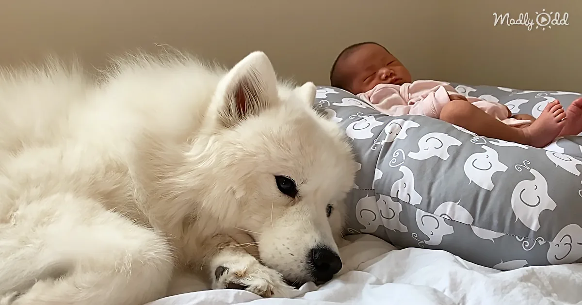 Samoyed Is Baby's Self-Appointed Nannie, and It's the Sweetest Thing