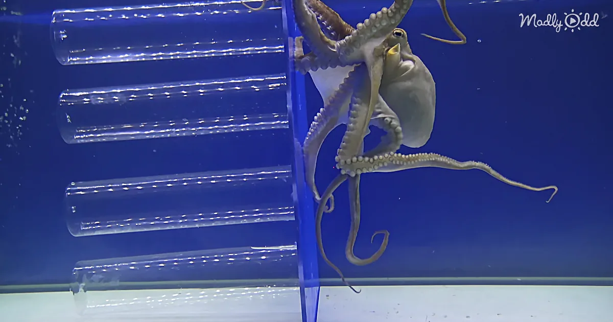 Scientists Test an Octopus' Memory With Tasty Snack Experiment