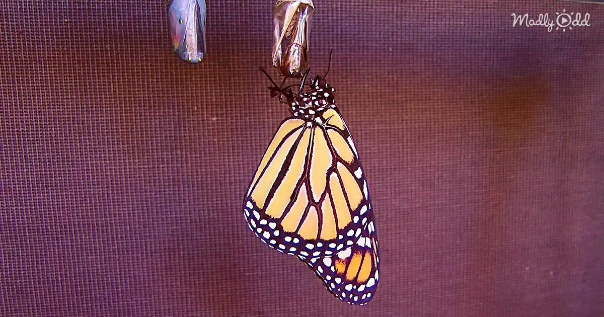 Monarch Butterfly Metamorphosis in Hd + the Monarch Manifesto