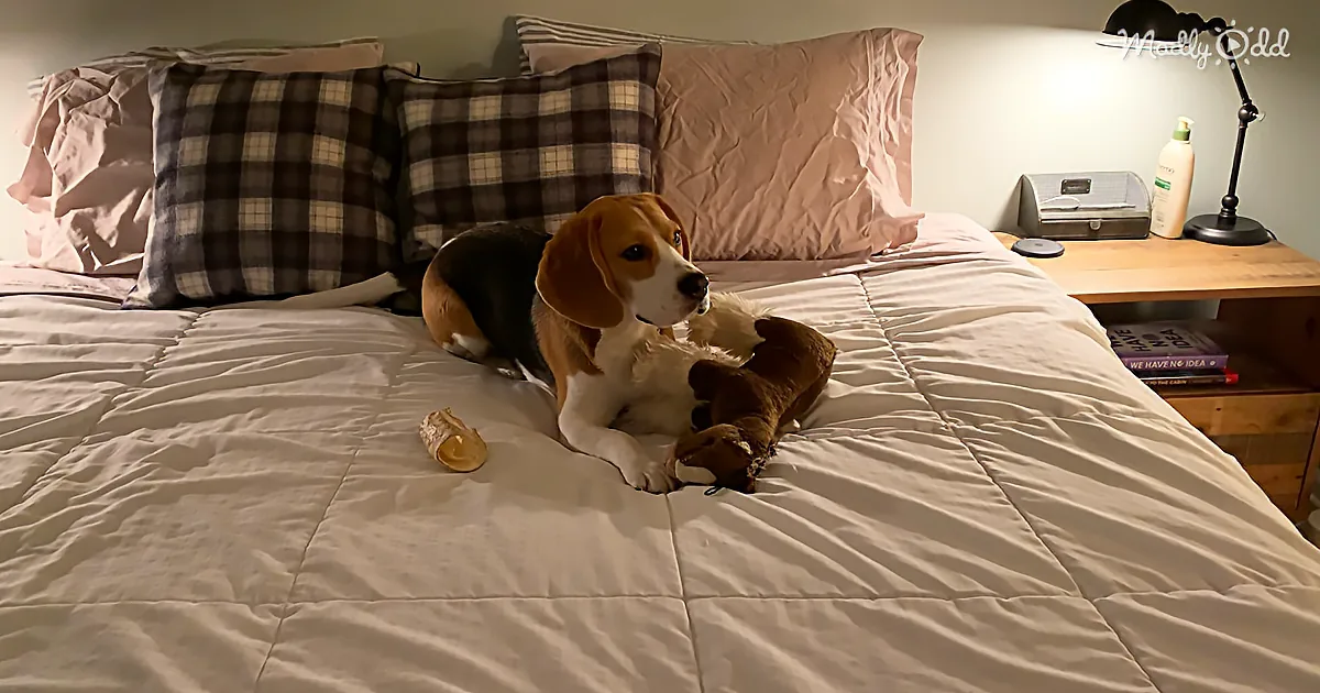 A beagle dog lounges on a bed with a stuffed toy, surrounded by pillows and a nightstand with a lamp and lotion.