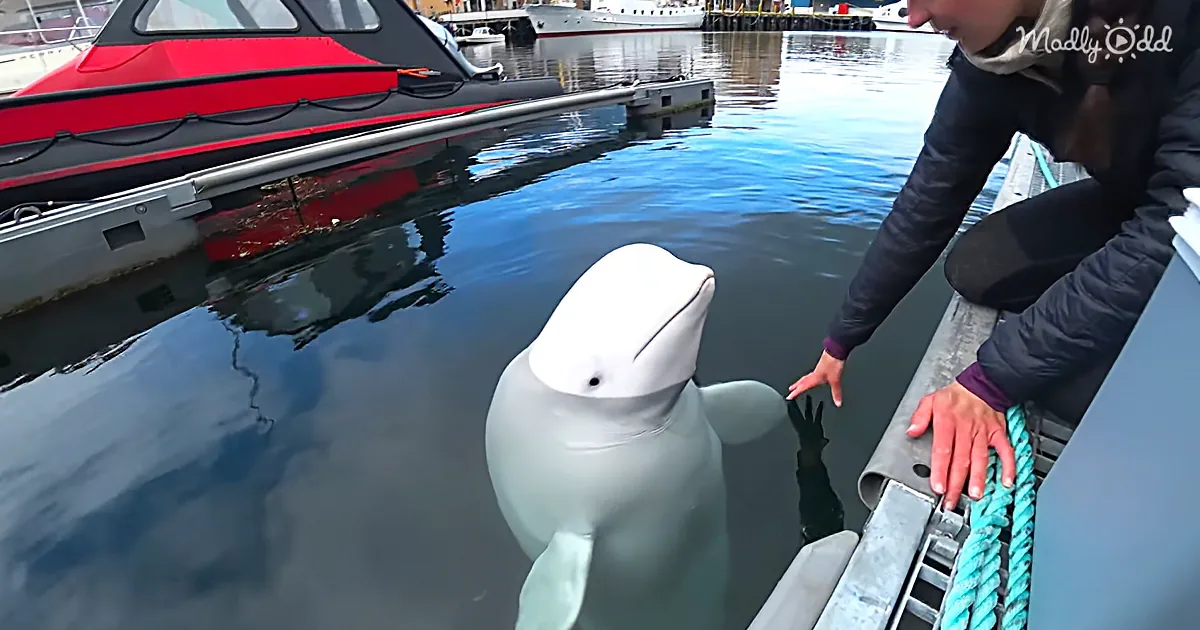 Adorable Beluga Whale Thought to Be Russian Spy Makes a Home in the Northernmost Town in the World
