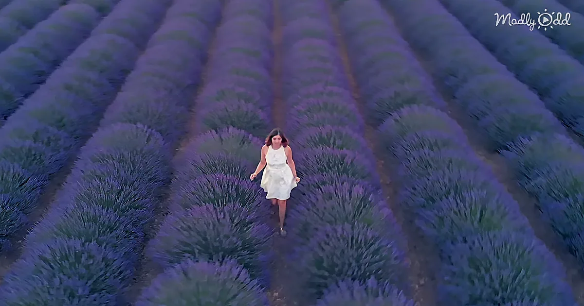 Drone Flies Over the Spectacular Lavender Fields of France