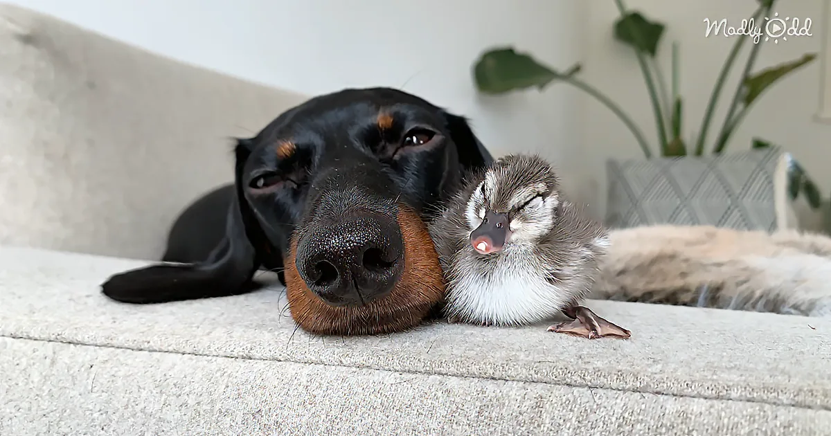 A Doberman puppy and a baby duck are cuddling on a couch, creating a heartwarming scene.