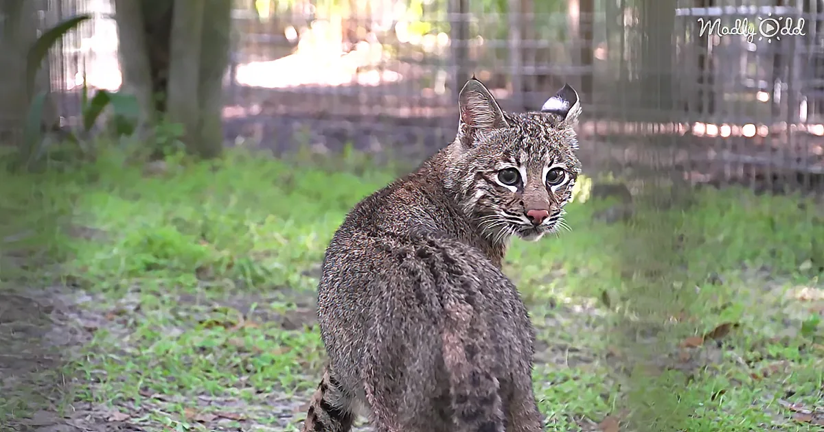Flint the Adorable Bobcat Gets a Forever Home