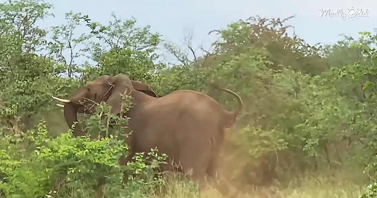Tourists Terrified When They Are Caught in Elephant Stampede