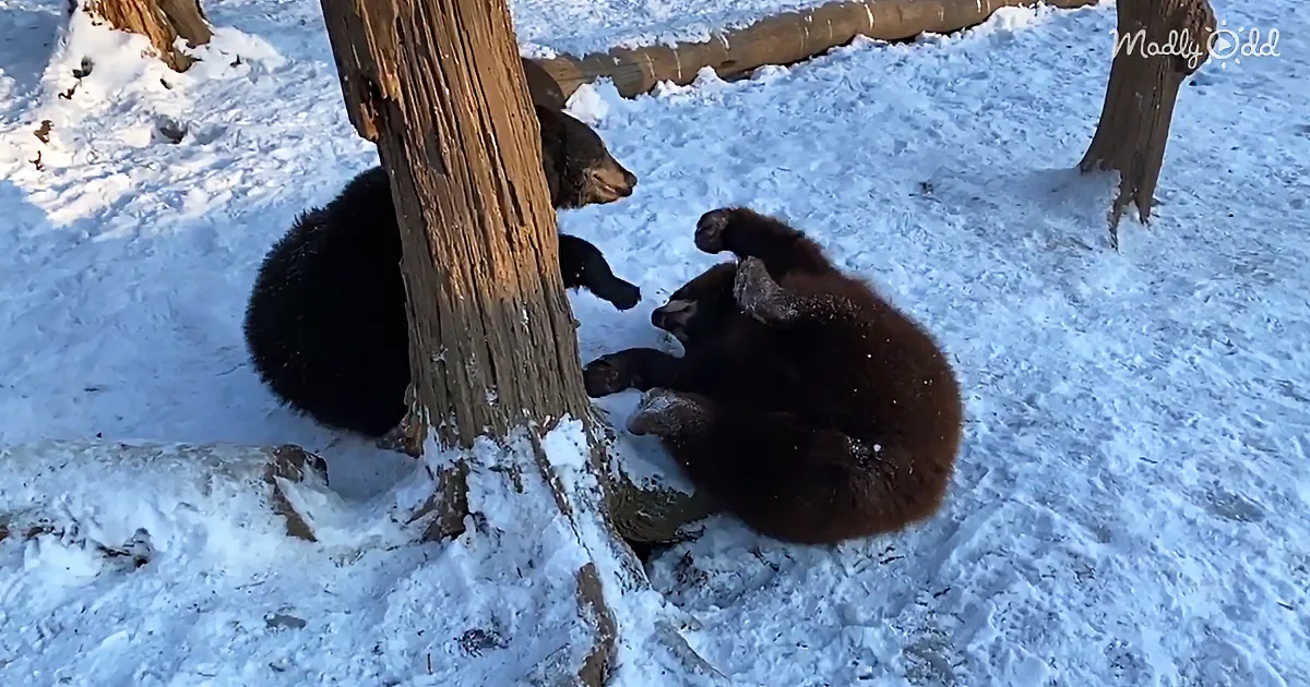 Baby Bears Playing in the Snow Is All You Need to See Today