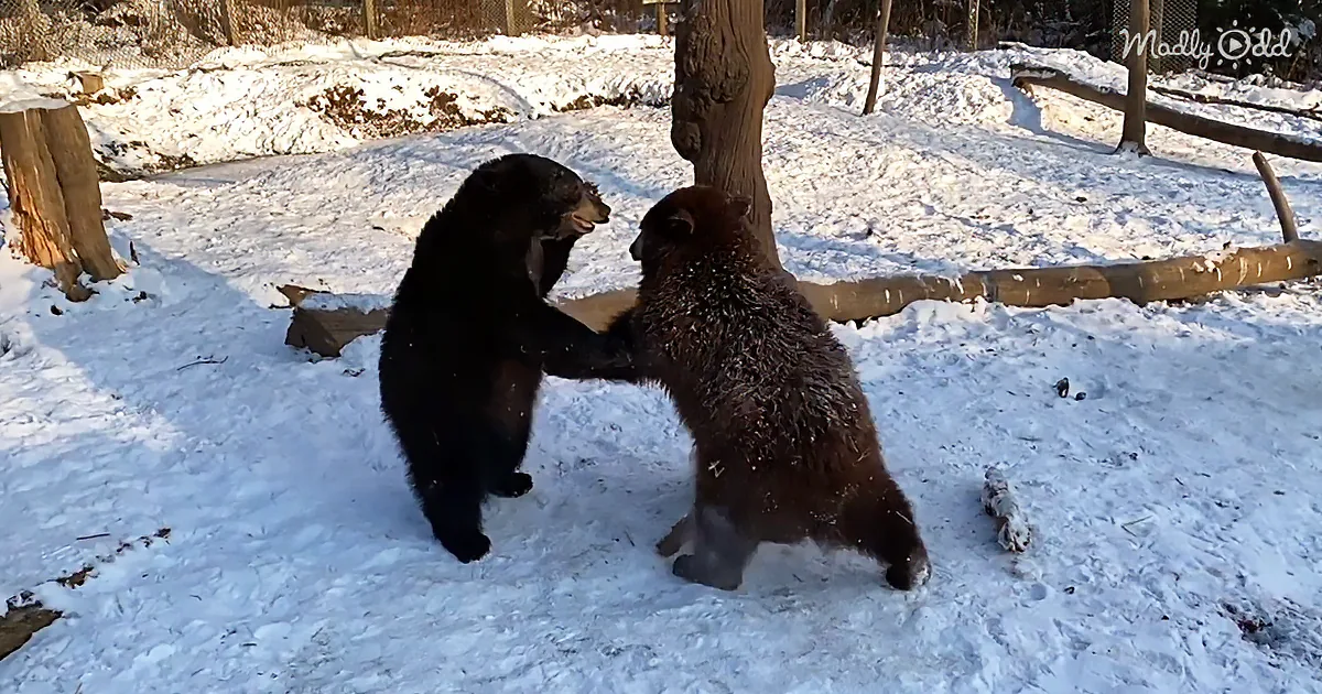 Two fuzzy little baby bears enjoy the snow on a cold fall day. What could be cuter?