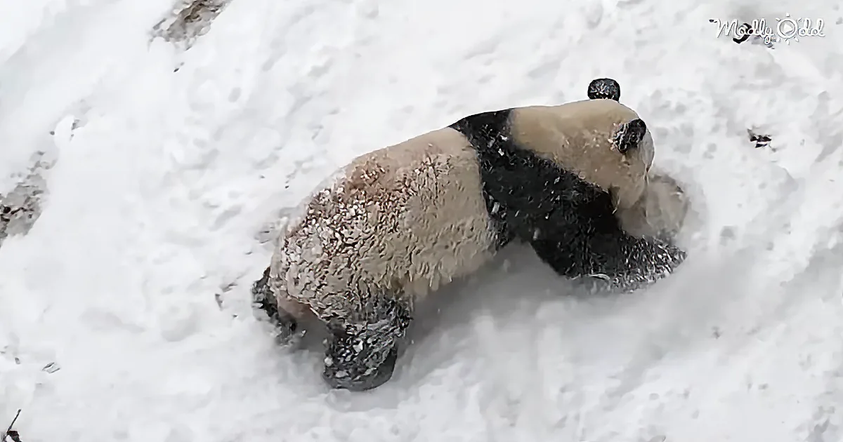 These Pandas Rolling in Snow at the National Zoo Are All of Us on a Snow Day